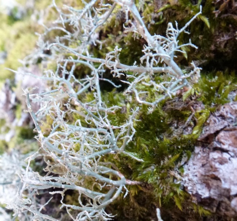 Lichens forestiers 3.3.2013 005